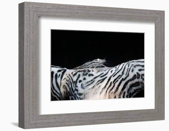 Zebra Anemonie Shrimp-Bernard Radvaner-Framed Photographic Print