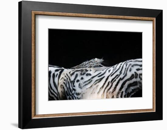 Zebra Anemonie Shrimp-Bernard Radvaner-Framed Photographic Print