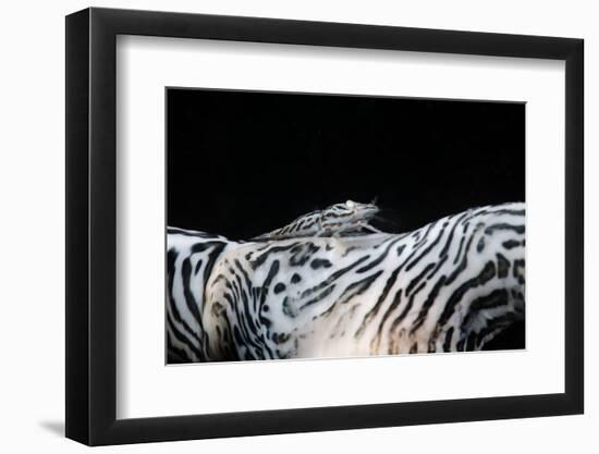 Zebra Anemonie Shrimp-Bernard Radvaner-Framed Photographic Print