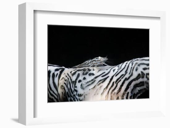 Zebra Anemonie Shrimp-Bernard Radvaner-Framed Photographic Print