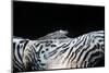 Zebra Anemonie Shrimp-Bernard Radvaner-Mounted Photographic Print