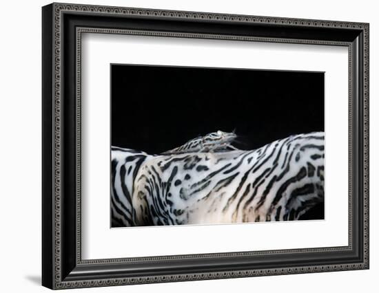 Zebra Anemonie Shrimp-Bernard Radvaner-Framed Photographic Print