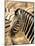 Zebra at Namutoni Resort, Namibia-Joe Restuccia III-Mounted Photographic Print