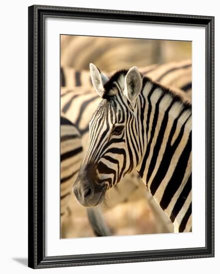 Zebra at Namutoni Resort, Namibia-Joe Restuccia III-Framed Photographic Print