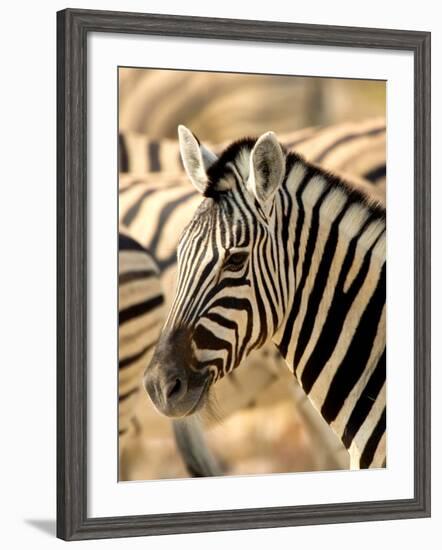 Zebra at Namutoni Resort, Namibia-Joe Restuccia III-Framed Photographic Print