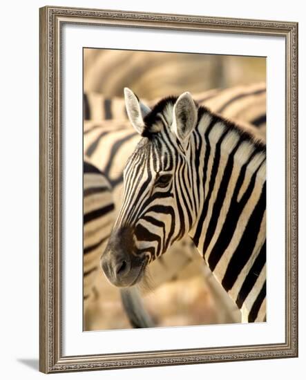 Zebra at Namutoni Resort, Namibia-Joe Restuccia III-Framed Photographic Print