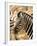 Zebra at Namutoni Resort, Namibia-Joe Restuccia III-Framed Photographic Print