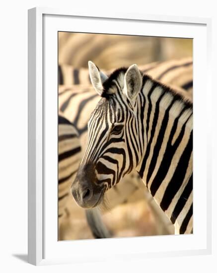 Zebra at Namutoni Resort, Namibia-Joe Restuccia III-Framed Photographic Print