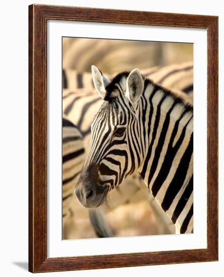 Zebra at Namutoni Resort, Namibia-Joe Restuccia III-Framed Photographic Print