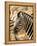 Zebra at Namutoni Resort, Namibia-Joe Restuccia III-Framed Premier Image Canvas