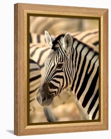 Zebra at Namutoni Resort, Namibia-Joe Restuccia III-Framed Premier Image Canvas