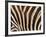 Zebra, Australia-David Wall-Framed Photographic Print