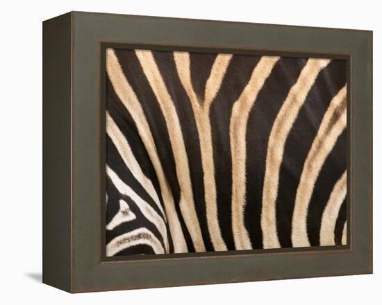 Zebra, Australia-David Wall-Framed Premier Image Canvas