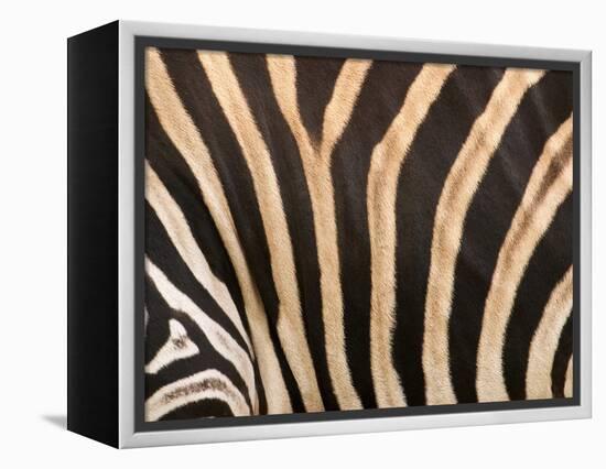 Zebra, Australia-David Wall-Framed Premier Image Canvas