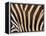 Zebra, Australia-David Wall-Framed Premier Image Canvas