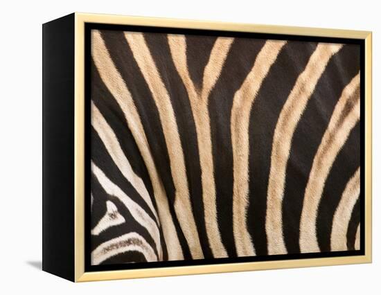 Zebra, Australia-David Wall-Framed Premier Image Canvas