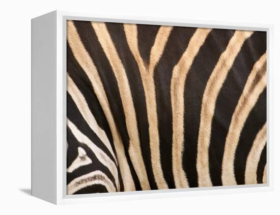 Zebra, Australia-David Wall-Framed Premier Image Canvas