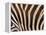 Zebra, Australia-David Wall-Framed Premier Image Canvas