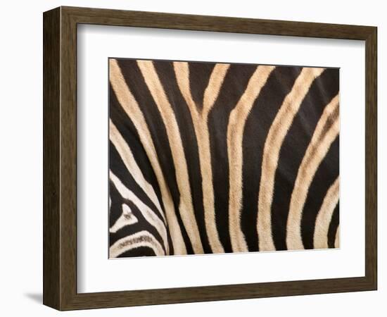 Zebra, Australia-David Wall-Framed Photographic Print