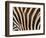 Zebra, Australia-David Wall-Framed Photographic Print