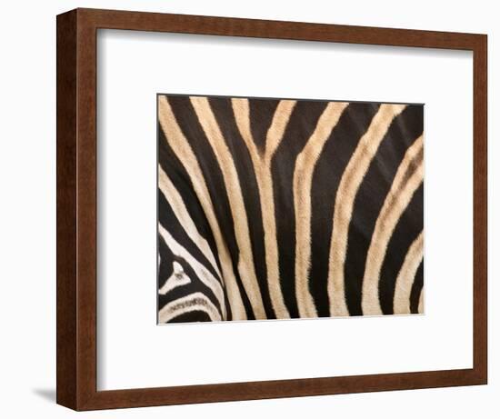 Zebra, Australia-David Wall-Framed Photographic Print