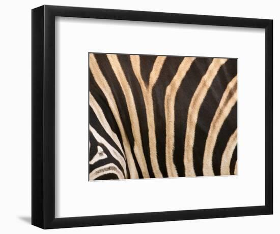 Zebra, Australia-David Wall-Framed Photographic Print