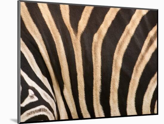 Zebra, Australia-David Wall-Mounted Photographic Print