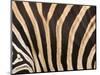 Zebra, Australia-David Wall-Mounted Photographic Print