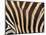 Zebra, Australia-David Wall-Mounted Photographic Print