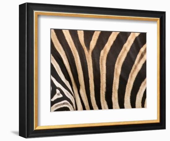 Zebra, Australia-David Wall-Framed Photographic Print