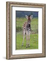 Zebra Baby-Four Oaks-Framed Photographic Print