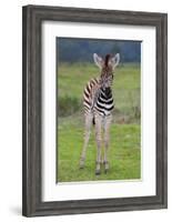 Zebra Baby-Four Oaks-Framed Photographic Print