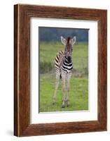 Zebra Baby-Four Oaks-Framed Photographic Print