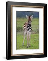 Zebra Baby-Four Oaks-Framed Photographic Print