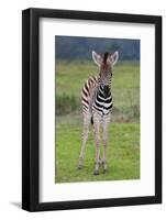 Zebra Baby-Four Oaks-Framed Photographic Print