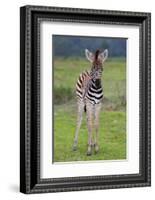 Zebra Baby-Four Oaks-Framed Photographic Print