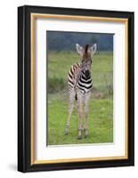 Zebra Baby-Four Oaks-Framed Photographic Print