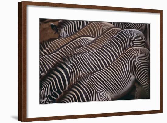 Zebra Backs-DLILLC-Framed Photographic Print