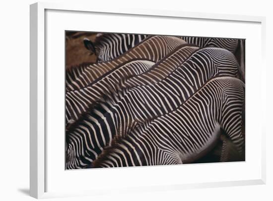 Zebra Backs-DLILLC-Framed Photographic Print