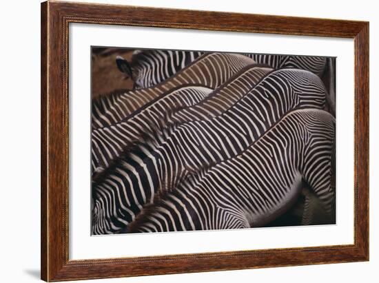 Zebra Backs-DLILLC-Framed Photographic Print