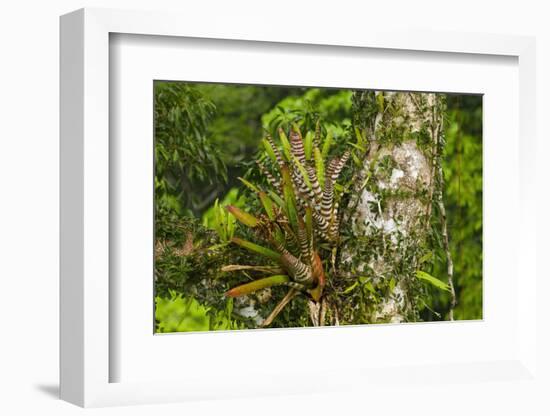 Zebra Bromeliad in Canopy, Yasuni NP, Amazon Rainforest, Ecuador-Pete Oxford-Framed Photographic Print