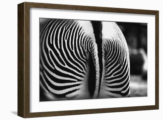 Zebra Butt-null-Framed Photographic Print