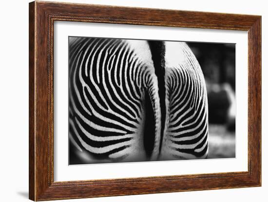 Zebra Butt-null-Framed Photographic Print