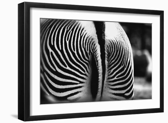 Zebra Butt-null-Framed Photographic Print