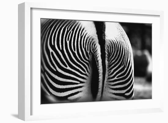 Zebra Butt-null-Framed Photographic Print