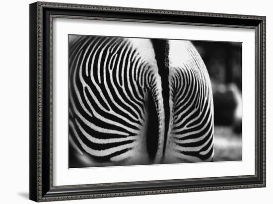Zebra Butt-null-Framed Photographic Print