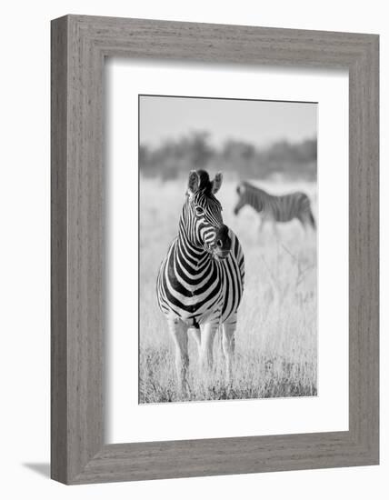 Zebra BW-Hannes Bertsch-Framed Photographic Print