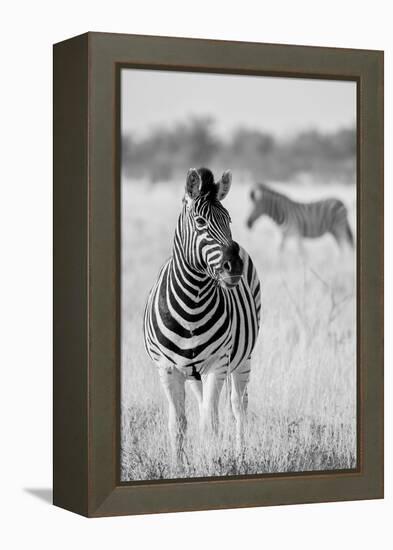 Zebra BW-Hannes Bertsch-Framed Premier Image Canvas