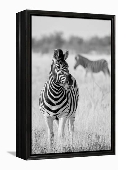 Zebra BW-Hannes Bertsch-Framed Premier Image Canvas