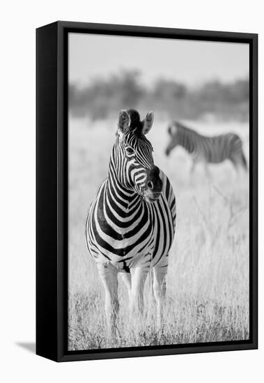 Zebra BW-Hannes Bertsch-Framed Premier Image Canvas